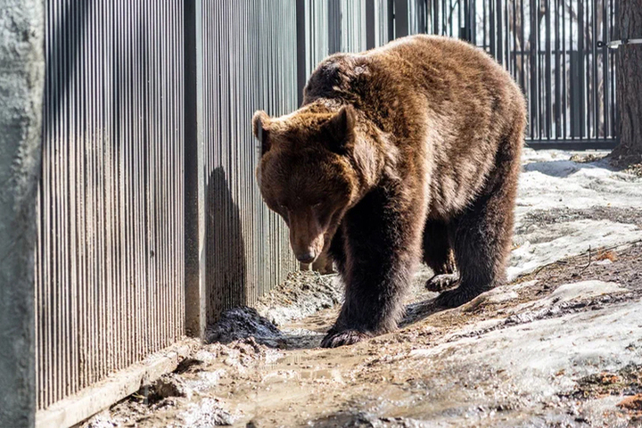 В томском посёлке обнаружили следы медведя