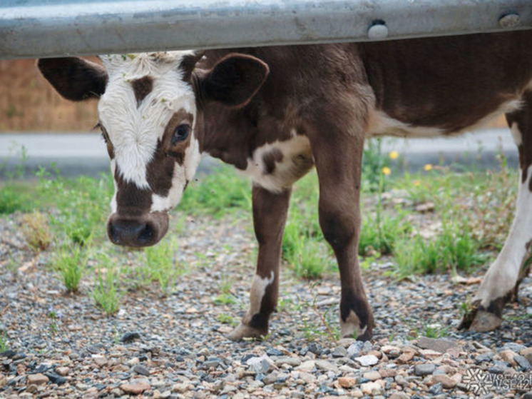 Коровы оккупировали детскую площадку в кузбасском городе