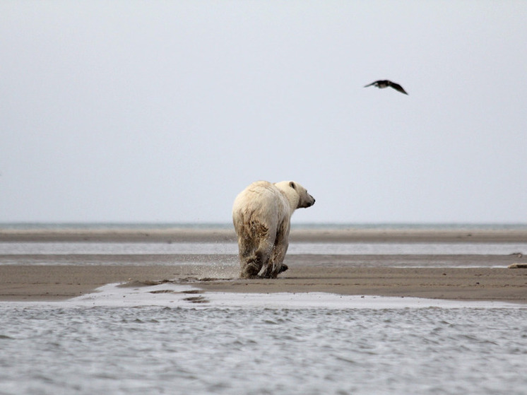Нападение белого медведя на семью в Ямальском районе: как это было