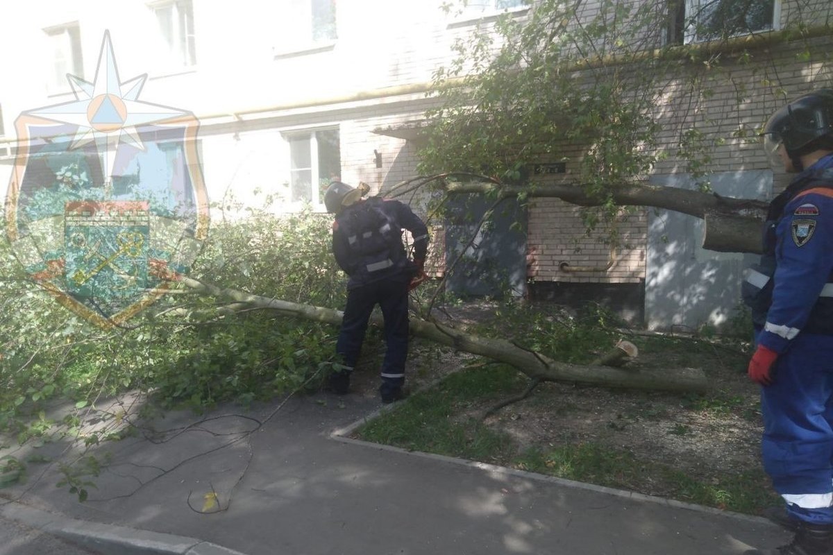 Дерево рухнуло перед подъездом дома в Никольском