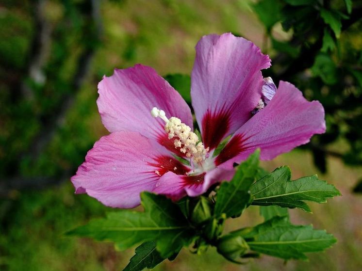 В Донецком ботаническом саду распустился национальный цветок Южной Кореи -МК Донбасс