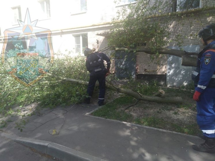 Спасатели убрали дерево, перекрывшее вход в дом в Никольском