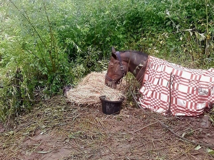 Спасатели Подмосковья эвакуировали застрявшую в болоте лошадь в Тверской области