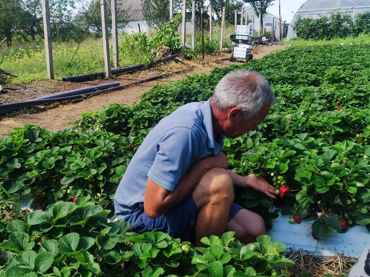 Ягодный сезон в Крыму: как фермеры регулируют вкус клубники