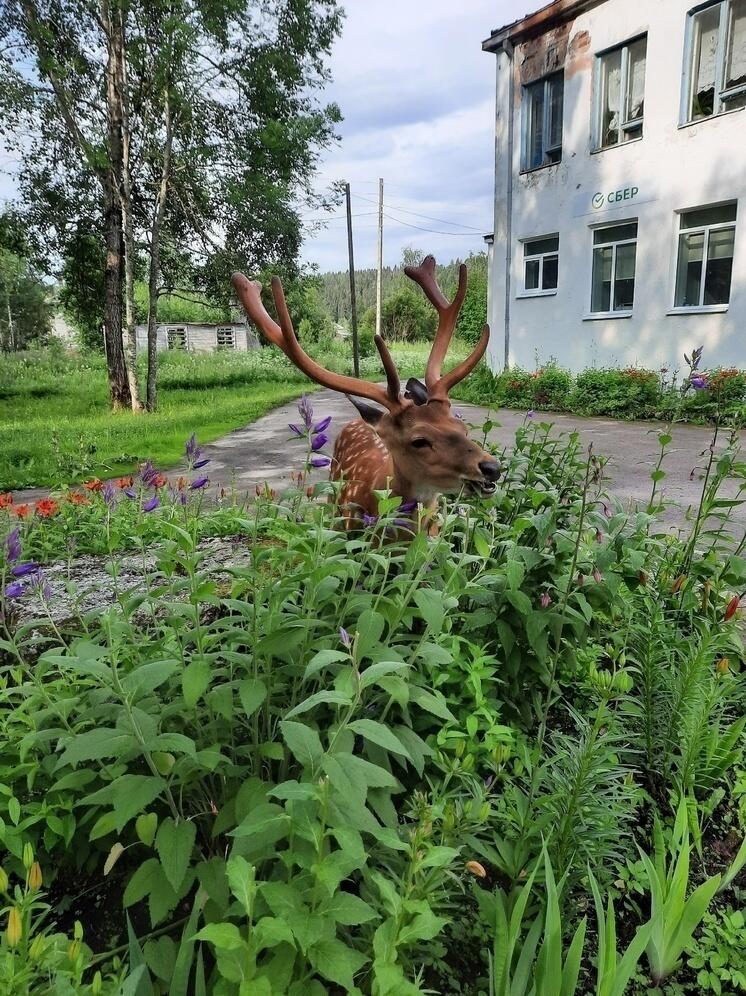 Прояснилась судьба последнего пятнистого оленя, гулявшего по поселку в Карелии