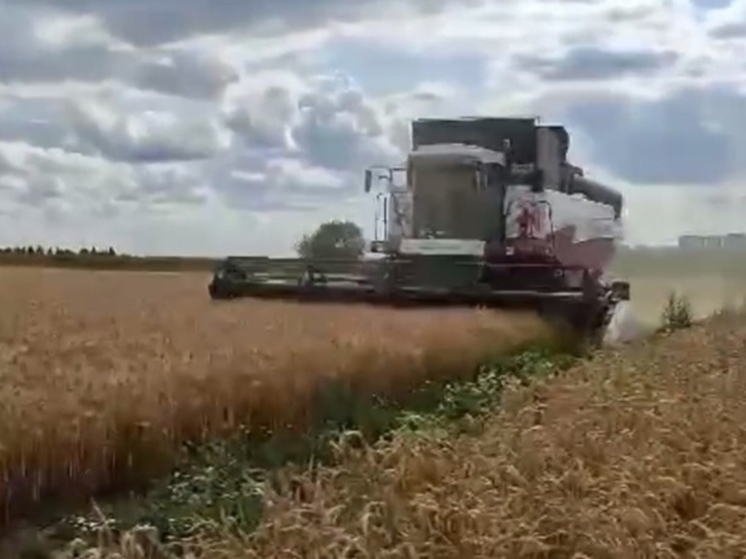 На уборку озимой пшеницы вышли в Удмуртии 21 июля