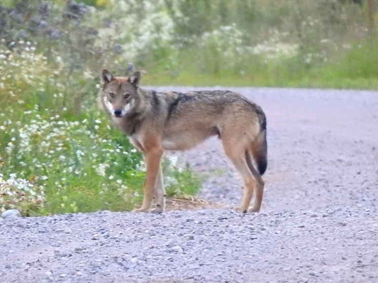 Жительница Карелии встретила волка на острове и приняла его за собаку