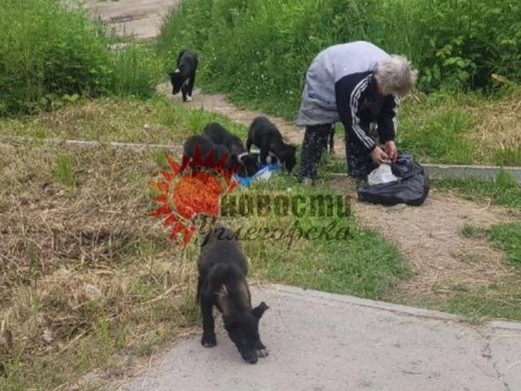 Бродячие собаки покусали еще одного ребенка в Углегорске