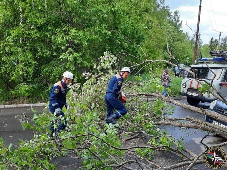 Власти рассказали, какие деревья в Петрозаводске могут упасть на машины