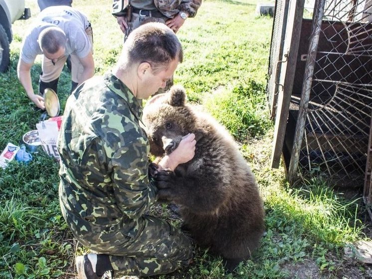 На ТВ расскажут историю медвежонка Мансура и его спасителя из Тверской области