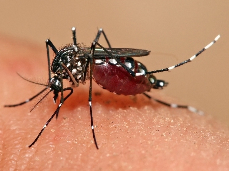 Опасность и в Германии — лихорадка денге завоевывает мир
