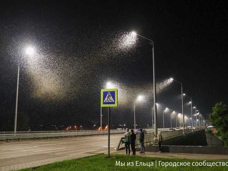Тысячи мотыльков атаковали Елец