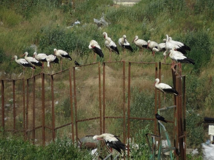 В Курске мусорный полигон в качестве зоны обитания выбрали около 100 аистов