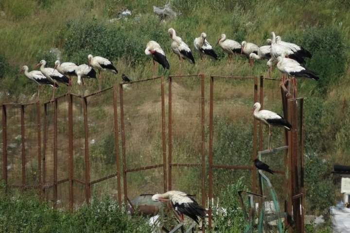 В Курске мусорный полигон в качестве зоны обитания выбрали около 100 аистов