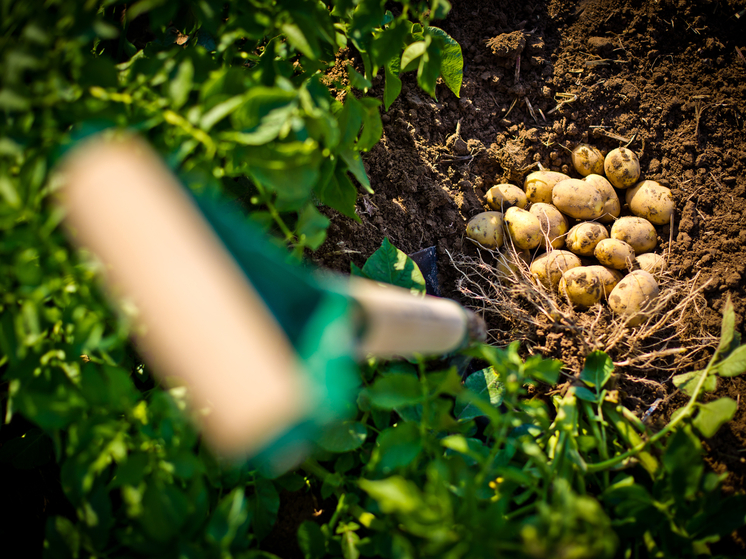 В Архангельской области раскрыли планы аграриев по уборке картофеля