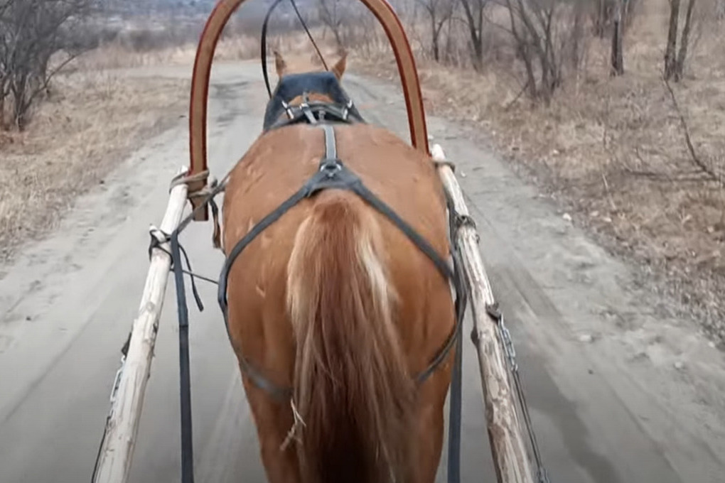 В ДТП с лошадью в Саратовской области погибла женщина