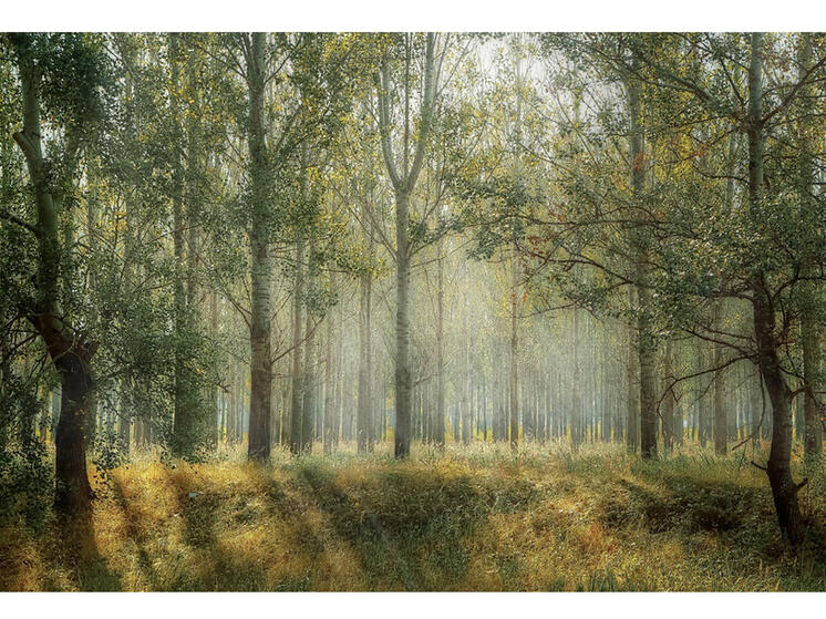 В лесу в Хиславичах заблудился 40-летний мужчина