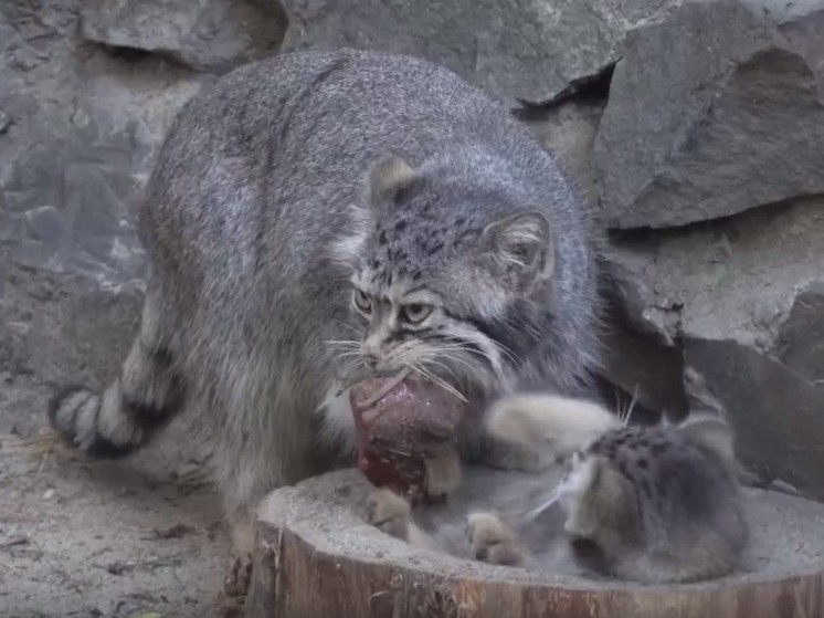 В Новосибирске сняли на видео реакцию котят манула Евы на мясо