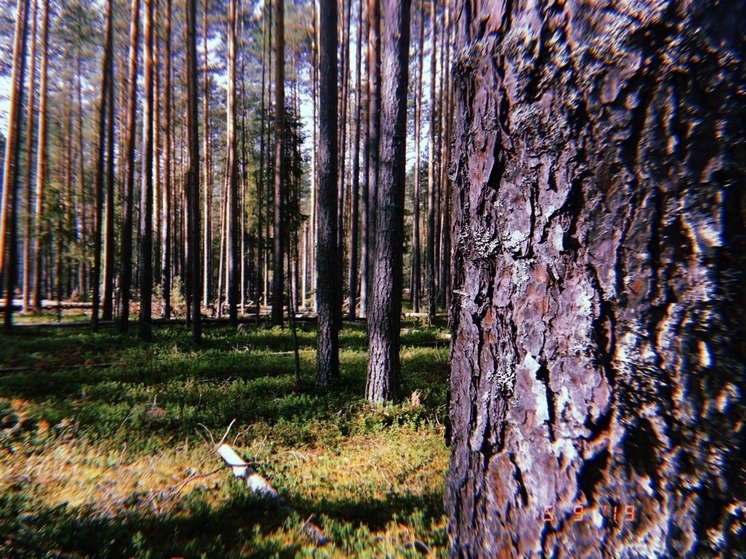 Низкий класс пожарной опасности установился на территории вологодских лесов