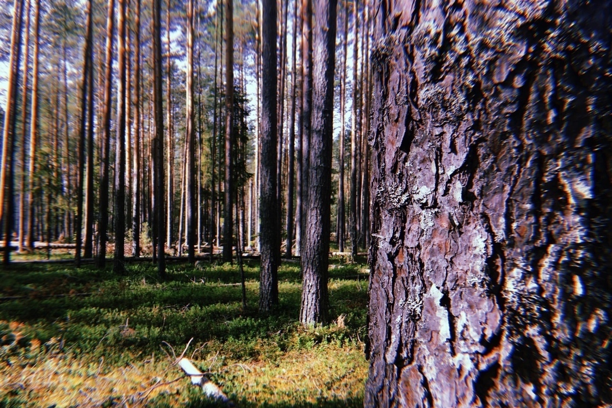 Вологодский лес спб. Вологда лес.