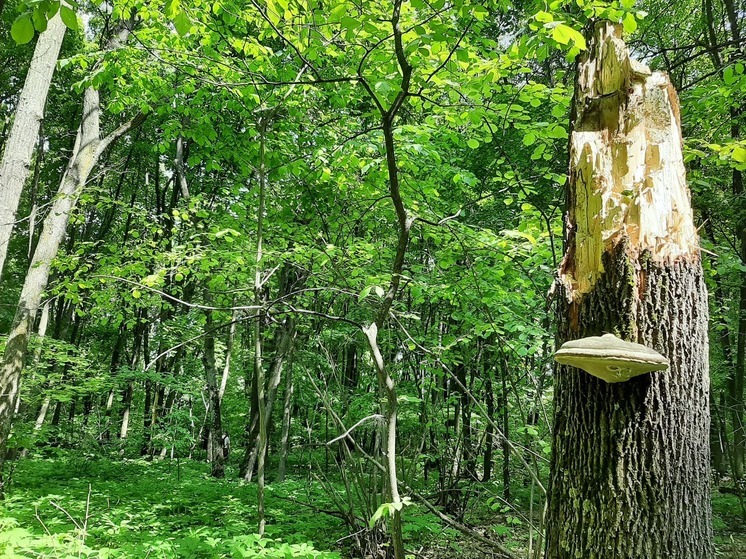 Супружеская пара из Романовки чудом выжила после ужина из бледных поганок