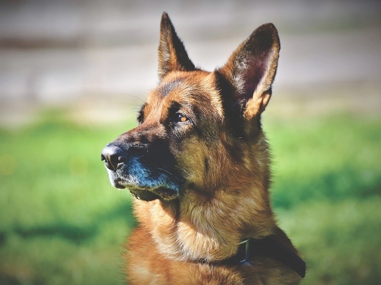 NYP: пес Байдена по кличке Командир за несколько месяцев искусал 7 человек