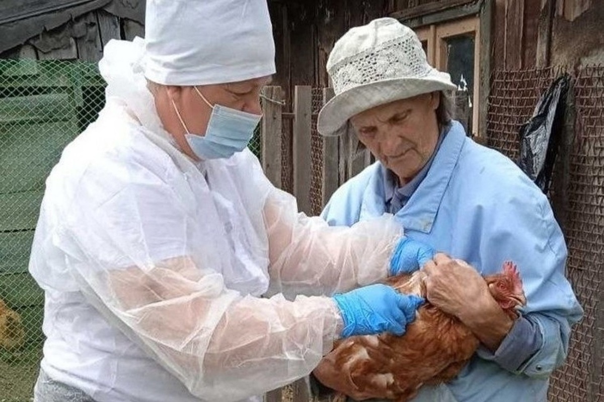 В Костромской области снята большая часть карантинных ограничений по птичьему гриппу