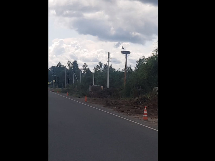Гнездо аистов сохранили при вырубке деревьев на Р-23 в деревне Сорочкино