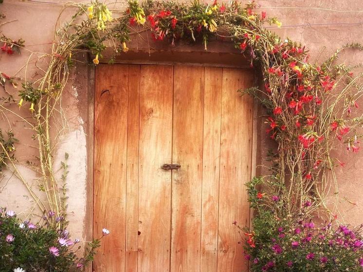 В России начали продавать дорогих мини-собак из Кореи