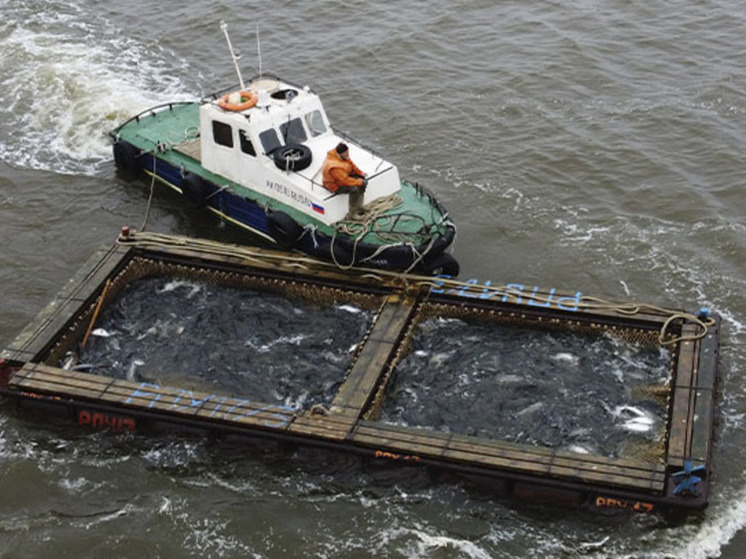 Рыбакам Чукотки разрешили дополнительно выловить более 100 тонн рыбы