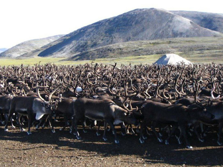 Ошейники с шагомером для северных оленей протестируют на Чукотке