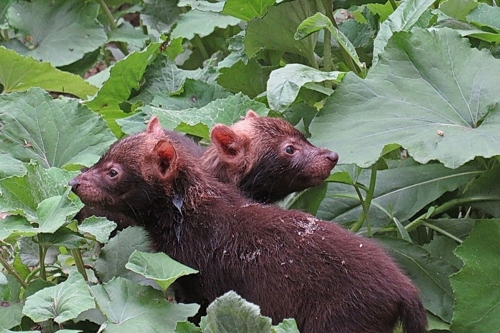 В Новосибирском зоопарке заметили щенков краснокнижных кустарниковых собак