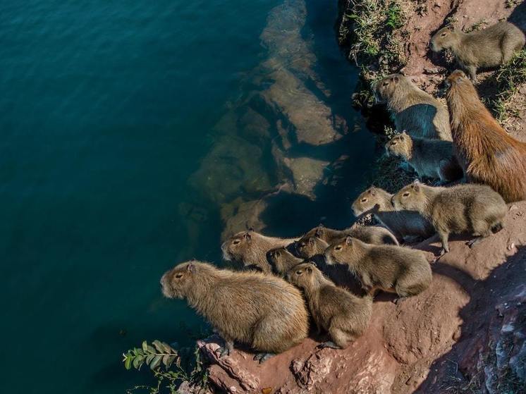 Экс-супруга Моргенштерна Дилара Зинатуллина взяла под опеку капибару