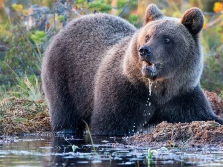 В окрестностях Анадыря бродит крупный бурый медведь