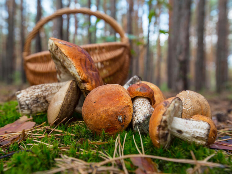 Спасатели подняли в воздух беспилотник для поиска грибника в лесу Карелии