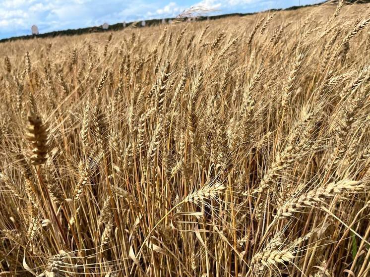 В Подмосковье озимыми зерновыми засеют более 94 тысяч гектаров земли