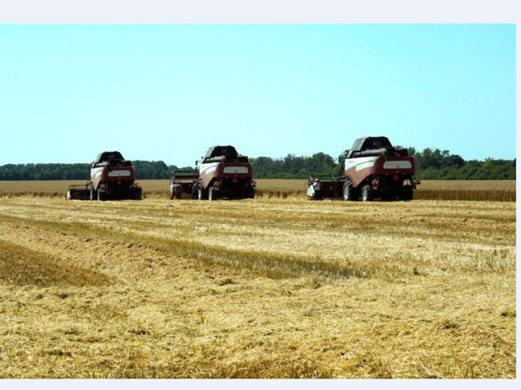 На Ставрополье аграрии собрали более 7 млн тонн зерна