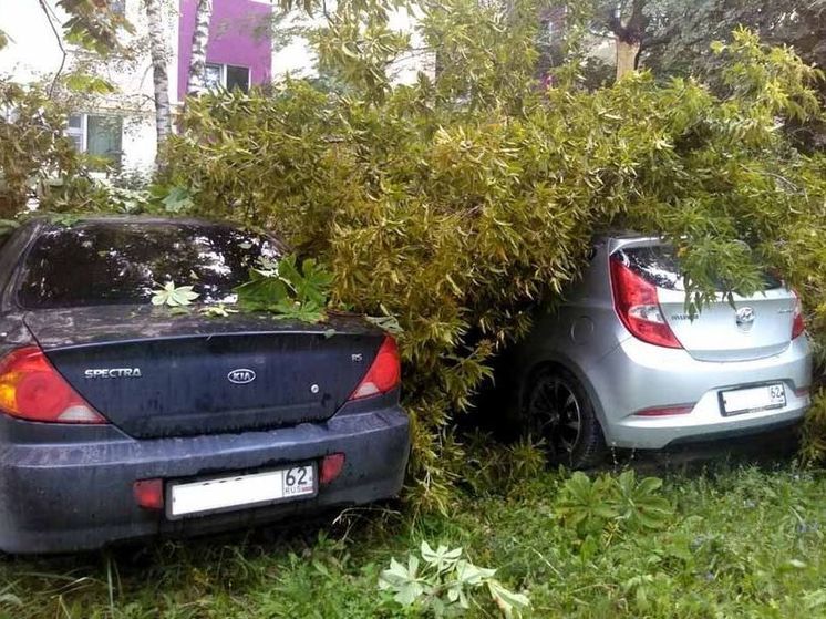 В Новомичуринске Рязанской области дерево повредило две машины