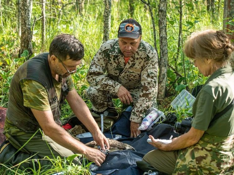 Зоолог Глазков назвал причины кольцевания ястреба-рыболова в петербургском заказнике