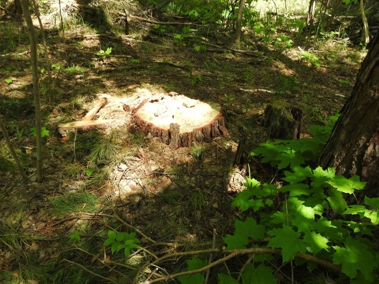 В Пензенской области выявлена незаконная рубка леса