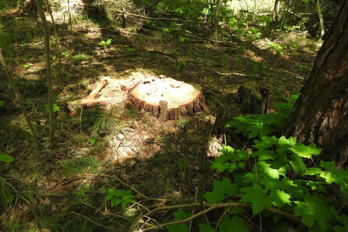 В Пензенской области выявлена незаконная рубка леса