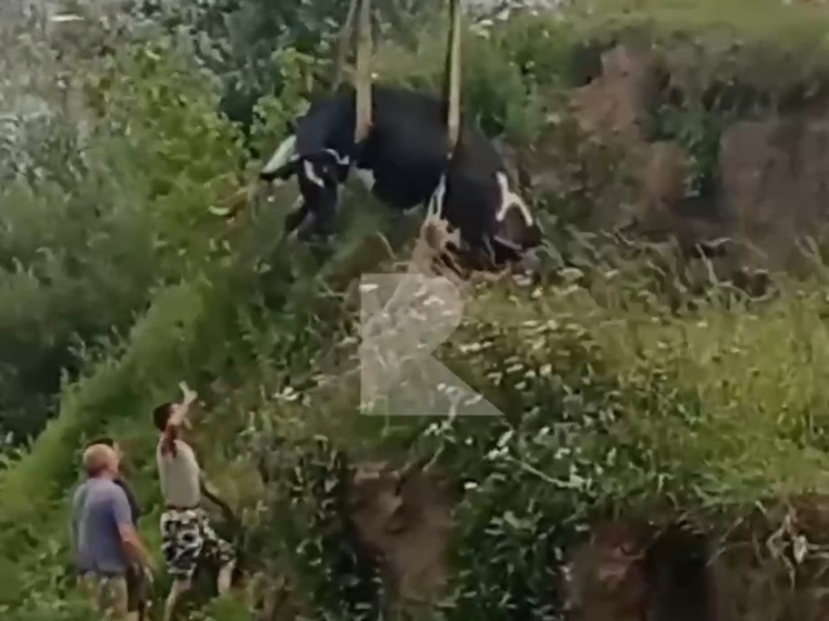 В Кораблине под Рязанью эвакуировали упавшую с обрыва корову
