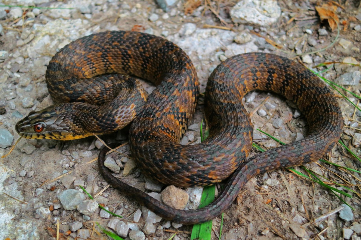В Ивановской области из-за тёплой и дождливой погоды стали часто встречаться змеи