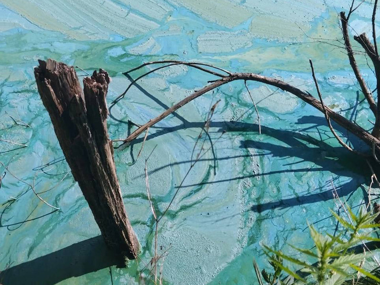 Жители Солнечногорска жалуются на состояние водоема