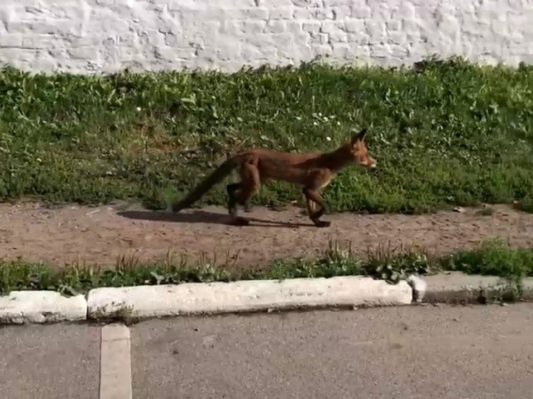 В Ярославль опять пришел в гости лесной житель