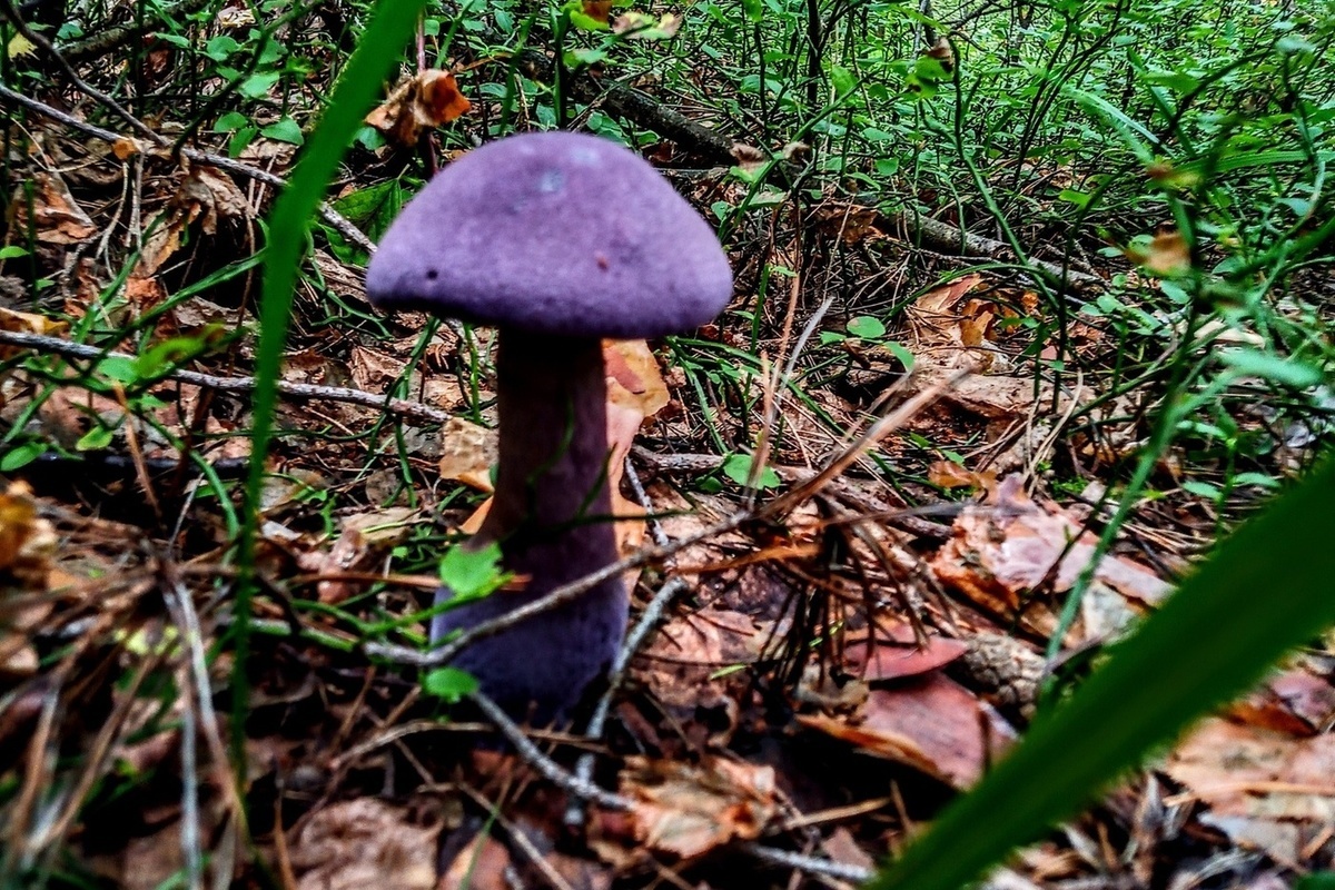 В Рязанской области в лесу нашли редкий гриб — паутинник фиолетовый