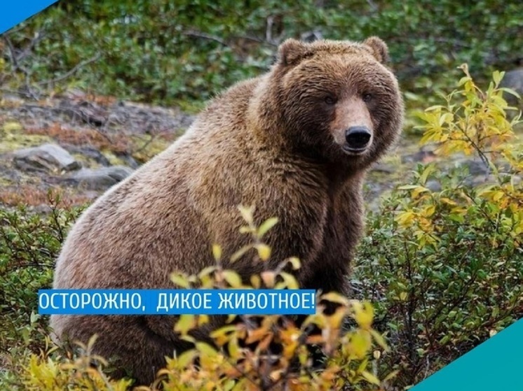 У компрессорной станции близ Надыма бродят сразу 4 медведя