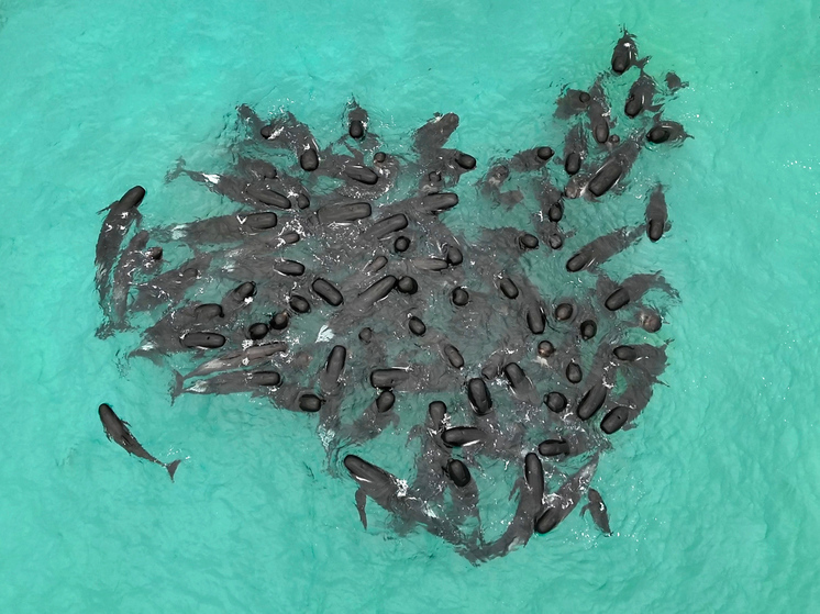 Незадолго до гибели они сбились в форму сердца