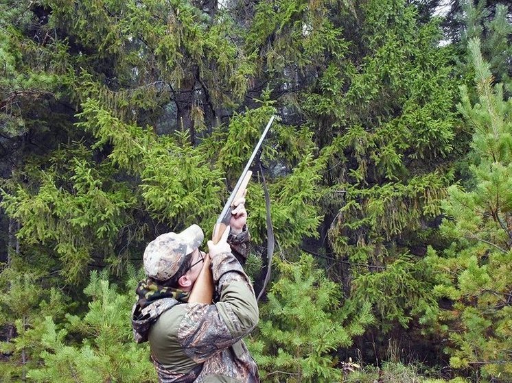 Во Владимирской области запретили охоту из-за АЧС