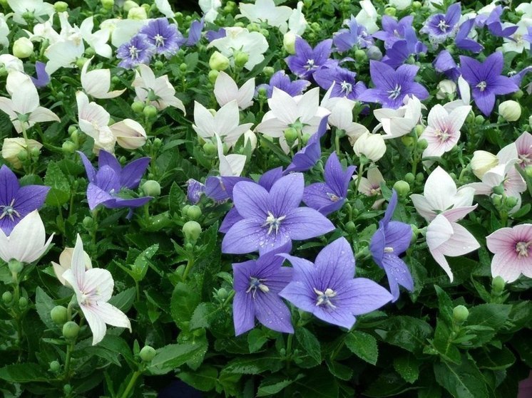 В Донецке распустились ширококолокольчики